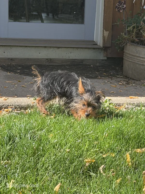 Brody – Yorkshire Terrier puppy for sale in Spray, OR