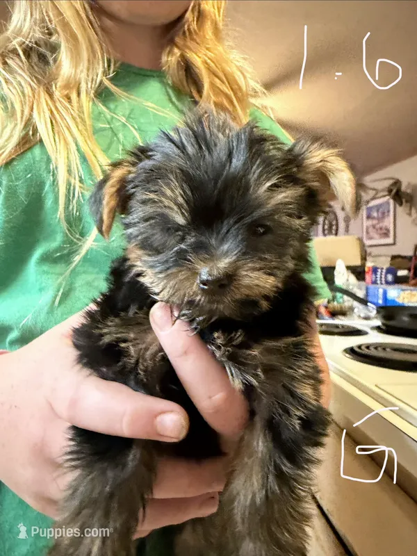 Pixie – Yorkshire Terrier puppy for sale in Spray, OR