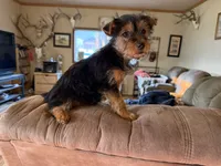 Brixie, a female Yorkshire Terrier for sale in Spray, OR – 2 of 5