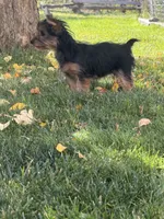 Brixie, a female Yorkshire Terrier for sale in Spray, OR – 3 of 3