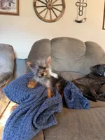 French Fry, a male Yorkshire Terrier for sale in Spray, OR – 2 of 2
