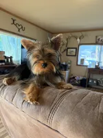 Potatoe, a male Yorkshire Terrier for sale in Spray, OR – 2 of 3