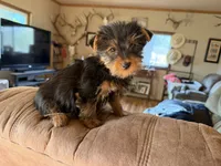 Foxy, a female Yorkshire Terrier for sale in Spray, OR – 2 of 4