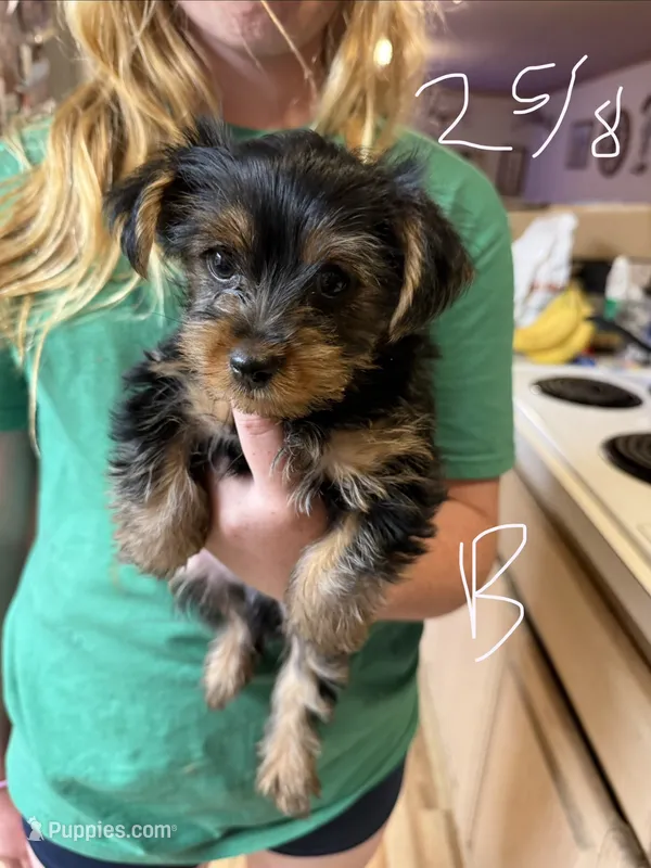 Cody – Yorkshire Terrier puppy for sale in Spray, OR