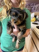 Cody, a male Yorkshire Terrier for sale in Spray, OR – 1 of 1