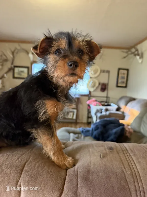Brixie – Yorkshire Terrier puppy for sale in Spray, OR