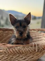Brixie, a female Yorkshire Terrier for sale in Spray, OR – 4 of 5