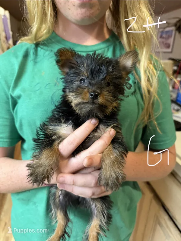 Moxie – Yorkshire Terrier puppy for sale in Spray, OR