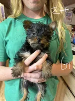 Moxie, a female Yorkshire Terrier for sale in Spray, OR – 1 of 1