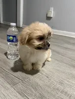 shih tzu, a female Bichon Frise and Shih Tzu for sale in Dearborn, MI – 4 of 4