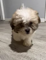 shih tzu , a male Bichon Frise and Shih Tzu for sale in Dearborn, MI – 3 of 4