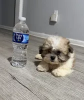 shih tzu , a male Bichon Frise and Shih Tzu for sale in Dearborn, MI – 2 of 4