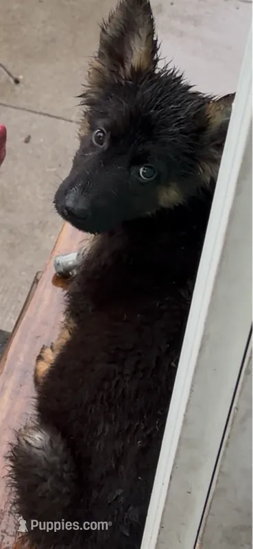 German shepherd male – German Shepherd Dog puppy for sale in Dearborn, MI