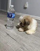 shih tzu , a male Bichon Frise and Shih Tzu for sale in Dearborn, MI – 4 of 4