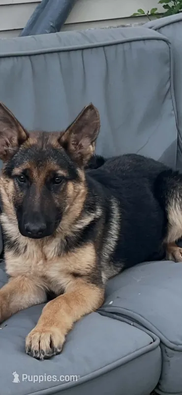 German shepherd female – German Shepherd Dog puppy for sale in Dearborn, MI