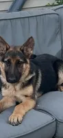 German shepherd female, a female German Shepherd Dog for sale in Dearborn, MI – 1 of 3