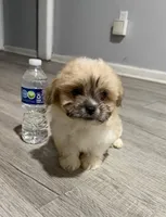 shih tzu, a female Bichon Frise and Shih Tzu for sale in Dearborn, MI – 1 of 4