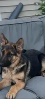 German shepherd female, a female German Shepherd Dog for sale in Dearborn, MI – 2 of 3