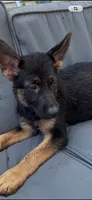 german shepherd female, a female German Shepherd Dog for sale in Dearborn, MI – 1 of 1