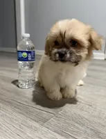 shih tzu, a female Bichon Frise and Shih Tzu for sale in Dearborn, MI – 3 of 4