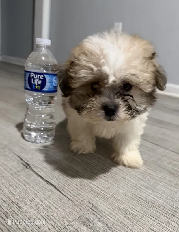 shih tzu  – Bichon Frise, Shih Tzu puppy for sale in Dearborn, MI