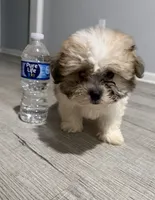 shih tzu , a male Bichon Frise and Shih Tzu for sale in Dearborn, MI – 1 of 4