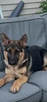 German shepherd female, a female German Shepherd Dog for sale in Dearborn, MI – 3 of 3