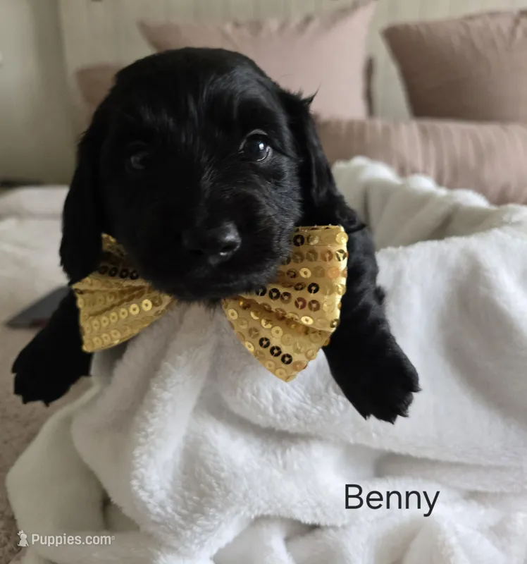 BENNY – Dachshund puppy for sale in Big Lake, MN