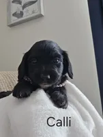 CALLI, a female Dachshund for sale in Big Lake, MN – 2 of 2