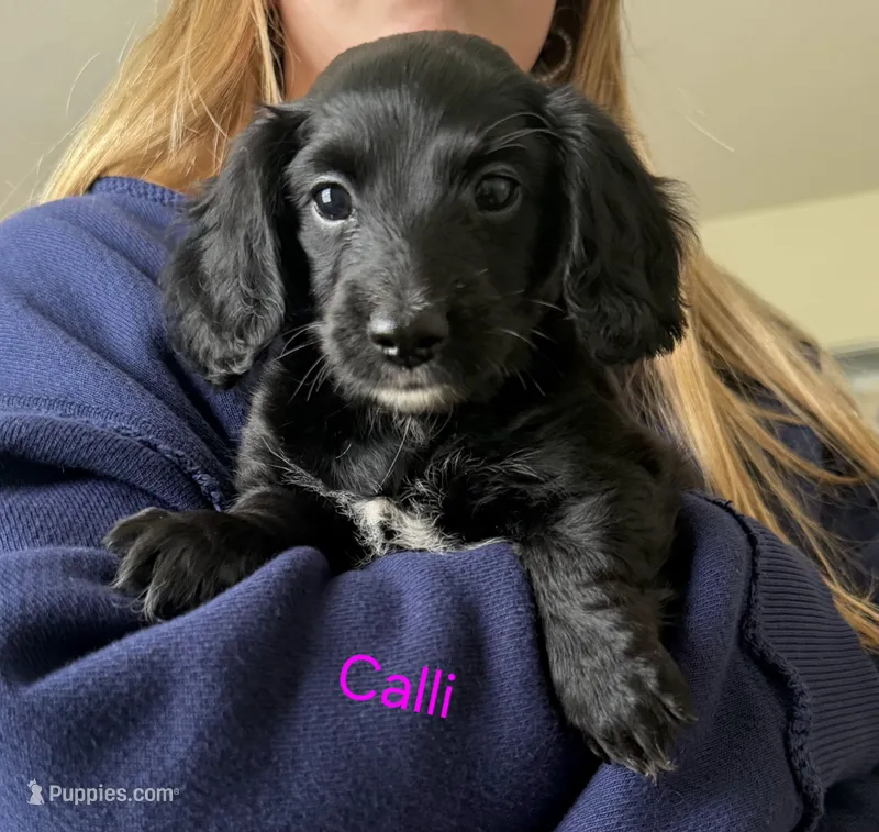 CALLI – Miniature Dachshund puppy for sale in Big Lake, MN