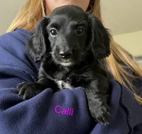 CALLI, a female Miniature Dachshund for sale in Big Lake, MN – 1 of 2