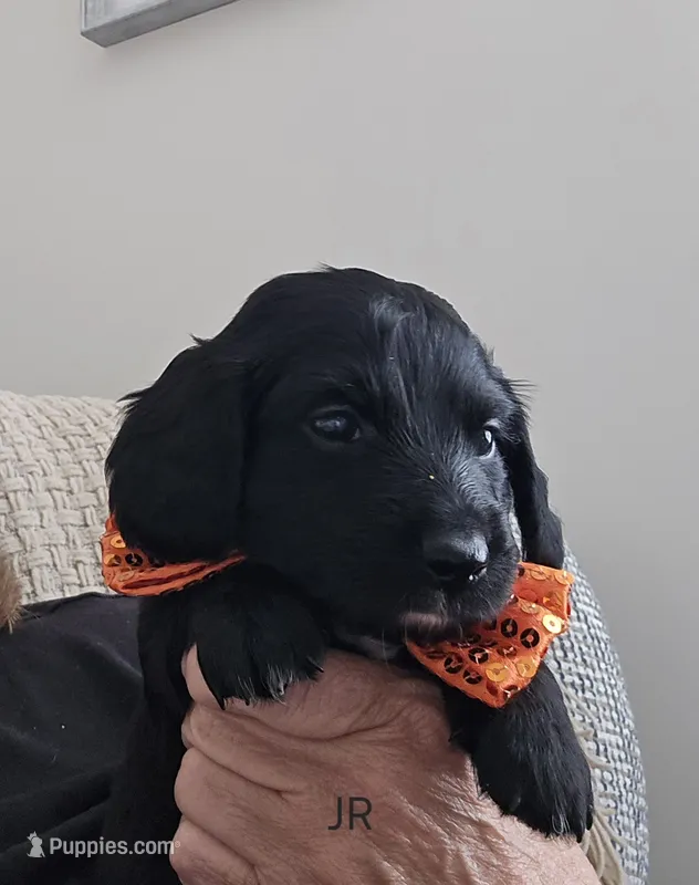 Jr – Dachshund puppy for sale in Big Lake, MN