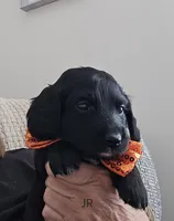 Jr, a male Dachshund for sale in Big Lake, MN – 1 of 4