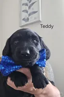 TEDDY, a male Dachshund for sale in Big Lake, MN – 1 of 3