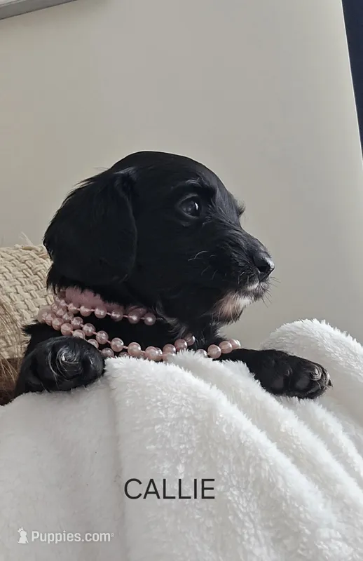 CALLI – Dachshund puppy for sale in Big Lake, MN