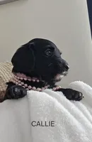 CALLI, a female Dachshund for sale in Big Lake, MN – 1 of 2