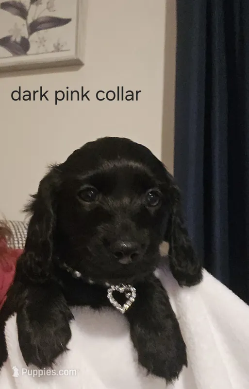 Dark pink collar