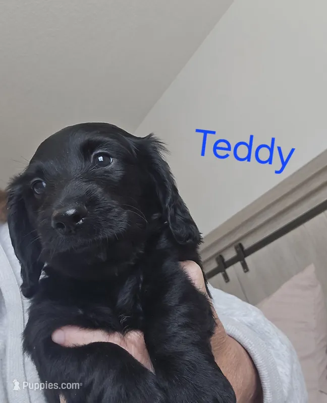 TEDDY – Miniature Dachshund puppy for sale in Big Lake, MN