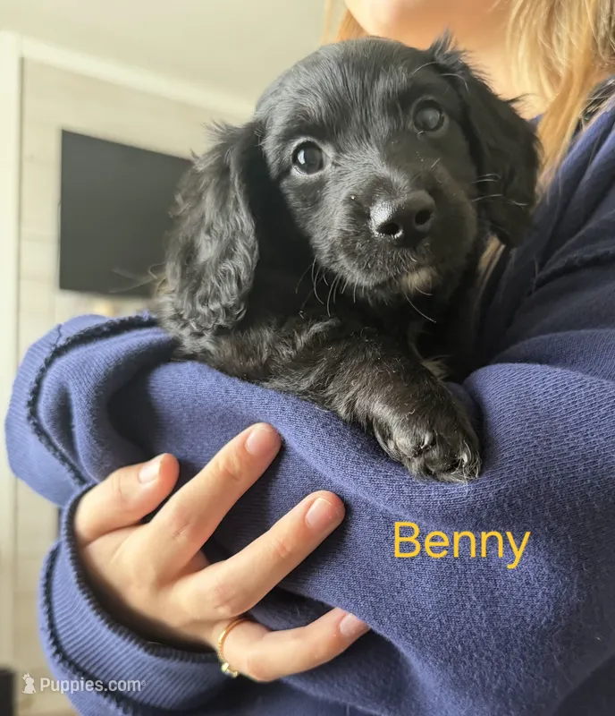 BENNY – Miniature Dachshund puppy for sale in Big Lake, MN