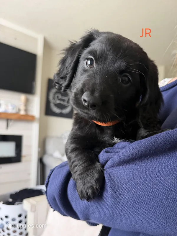 Jr – Miniature Dachshund puppy for sale in Big Lake, MN