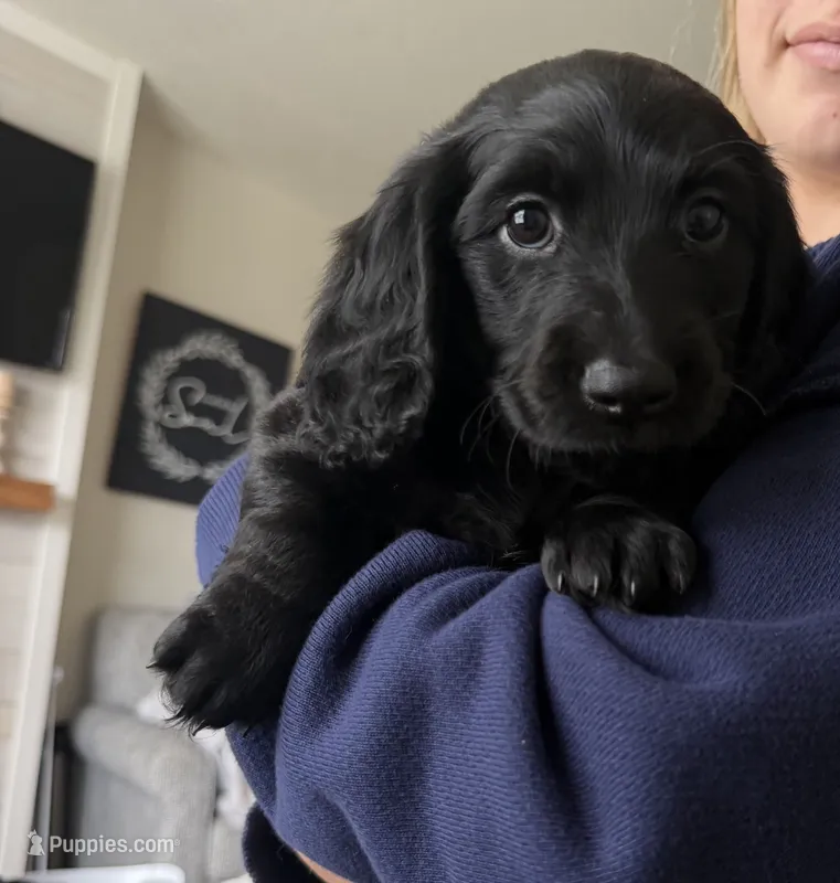 TEDDY – Miniature Dachshund puppy for sale in Big Lake, MN