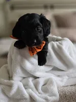 Jr, a male Dachshund for sale in Big Lake, MN – 2 of 4