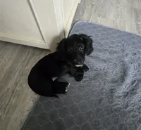 CALLI, a female Miniature Dachshund for sale in Big Lake, MN – 2 of 2