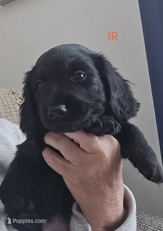 Jr – Miniature Dachshund puppy for sale in Big Lake, MN