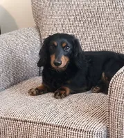 TEDDY, a male Dachshund for sale in Big Lake, MN – 2 of 3