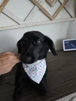TEDDY, a male Dachshund for sale in Big Lake, MN – 3 of 3
