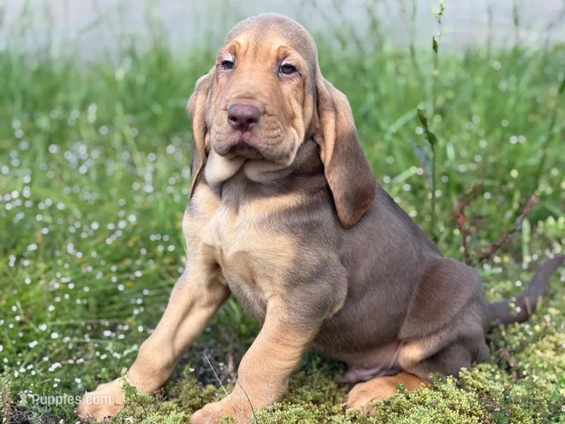 Puppy Two – Bloodhound puppy for sale in Van Buren, AR
