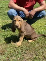 Puppy Two, a male Bloodhound for sale in Van Buren, AR – 2 of 7