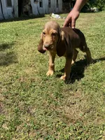 Puppy Two, a male Bloodhound for sale in Van Buren, AR – 5 of 7