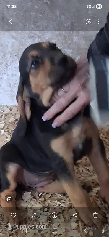 Puppy Four – Bloodhound puppy for sale in Van Buren, AR